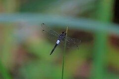 Orchithemis pruinans