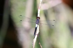Orchithemis pruinans