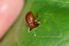 Chrysolina staphylaea