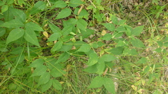 Vicia venosa