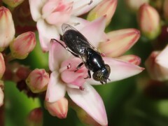 Chrysogaster poecilops