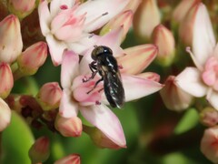 Chrysogaster poecilops