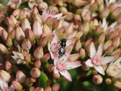 Chrysogaster poecilops