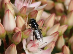 Chrysogaster poecilops