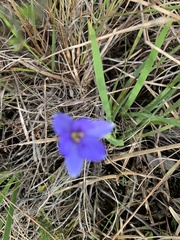 Aristea pusilla