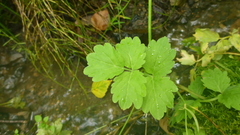 Cardamine macrophylla