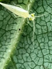 Xanthocaecilius sommermanae