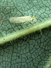 Xanthocaecilius sommermanae