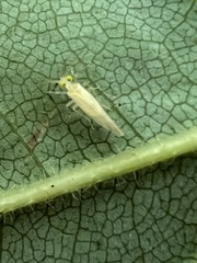 Xanthocaecilius sommermanae