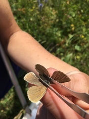 Coenonympha haydenii