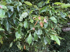 Castanopsis formosana