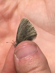 Coenonympha haydenii