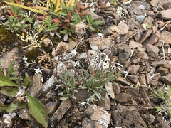 Antennaria alpina