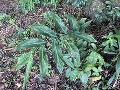 Zingiber shuanglongensis