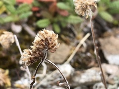 Antennaria alpina