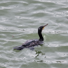 Phalacrocorax carbo