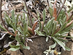 Antennaria alpina