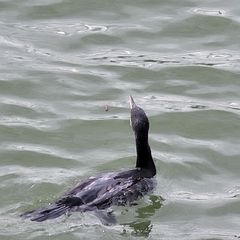 Phalacrocorax carbo