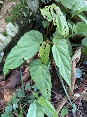 Begonia chuyunshanensis