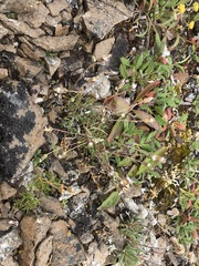 Cherleria arctica