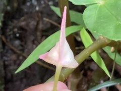 Begonia chuyunshanensis