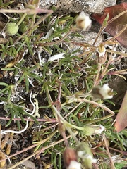 Cherleria arctica