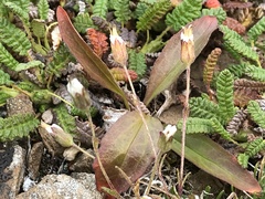 Cherleria arctica