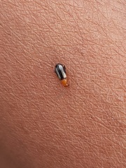 Luperomorpha vittata