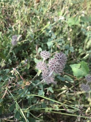 Clinopodium caucasicum