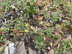 Bupleurum americanum
