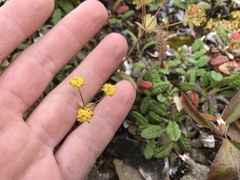 Bupleurum americanum