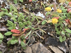 Bupleurum americanum