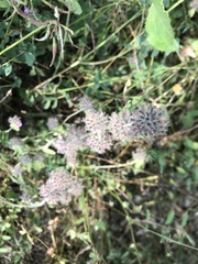Clinopodium caucasicum