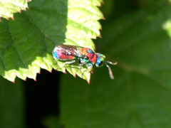 Chrysis pulcherrima