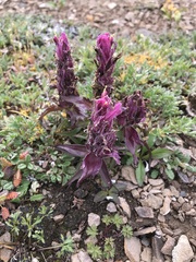 Castilleja elegans
