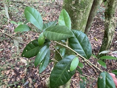 Elaeagnus grandifolia