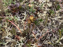 Pedicularis capitata