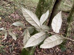 Elaeagnus grandifolia