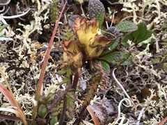 Pedicularis capitata