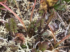 Pedicularis capitata