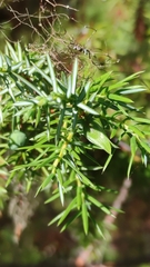 Oligotrophus juniperinus