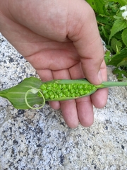Arisaema jacquemontii