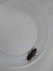 Diplostethus texanus