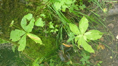 Paris verticillata