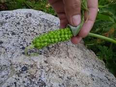 Arisaema jacquemontii