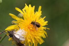 Andrena chromotricha