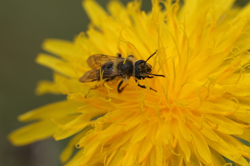 Pigmented Miner Bee