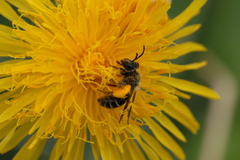 Andrena chromotricha
