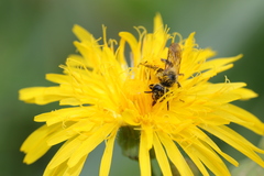 Andrena chromotricha