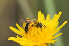 Andrena chromotricha